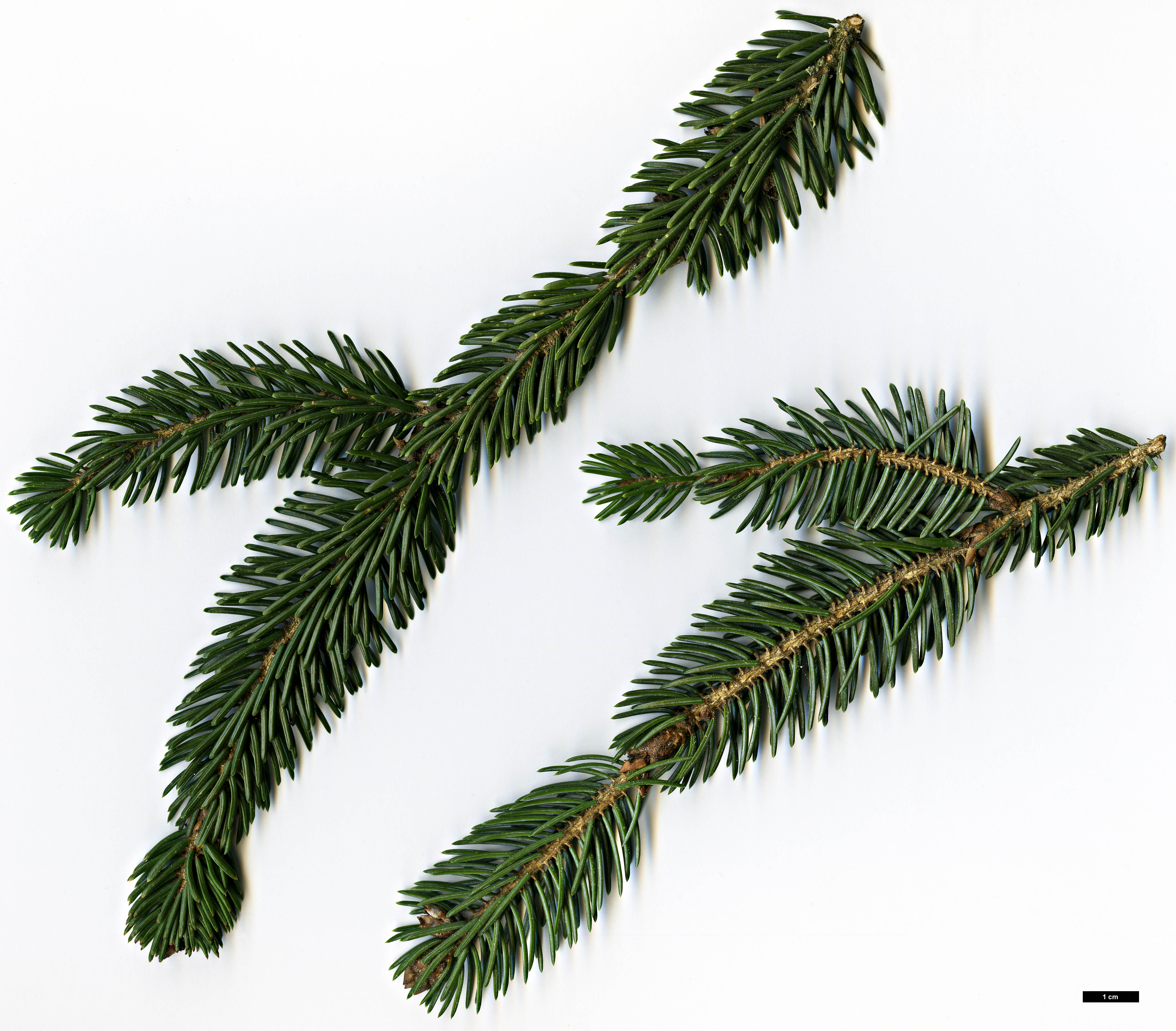 High resolution image: Family: Pinaceae - Genus: Picea - Taxon: likiangensis - SpeciesSub: var. rubescens